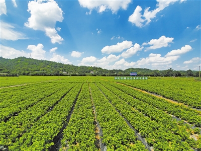 犍为炒花甘露生态茉莉花基地