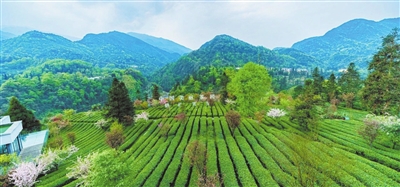  峨眉雪芽茶文化研学基地