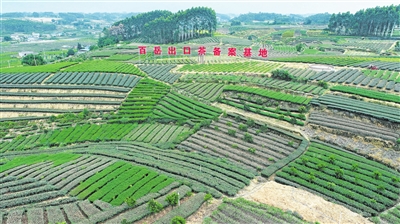  夹江百岳茶业出口茶备案基地