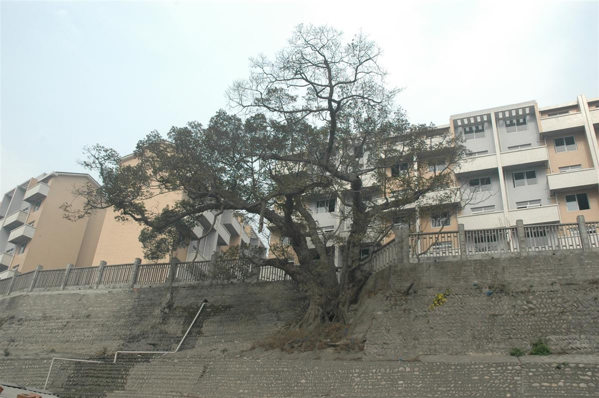 峨边彝族自治县沙坪镇东风新区古今寺遗址