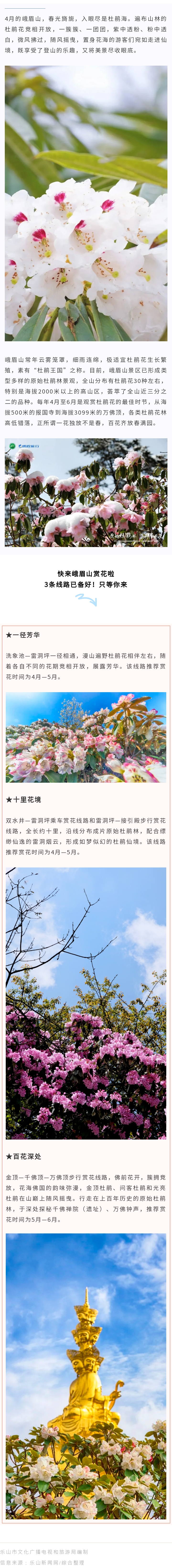 3条线路美cry，峨眉山杜鹃花观赏指南来了！