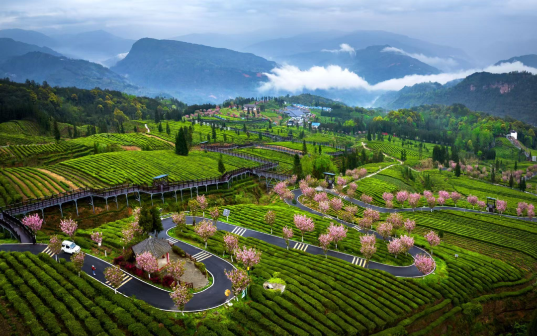 图：马边福来村茶山春景，摄影：何为