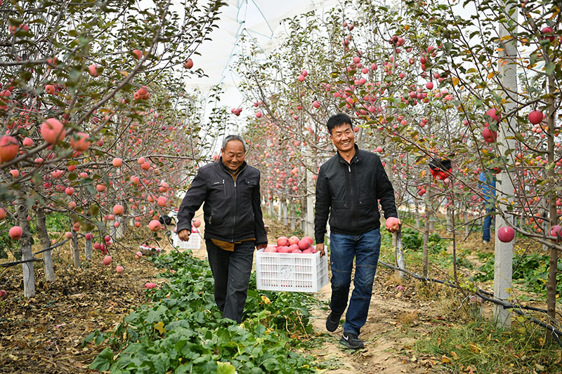 陕西延安市安塞区高桥镇南沟村的果农在果园采摘苹果（2022年10月27日摄）。新华社记者？张博文？摄